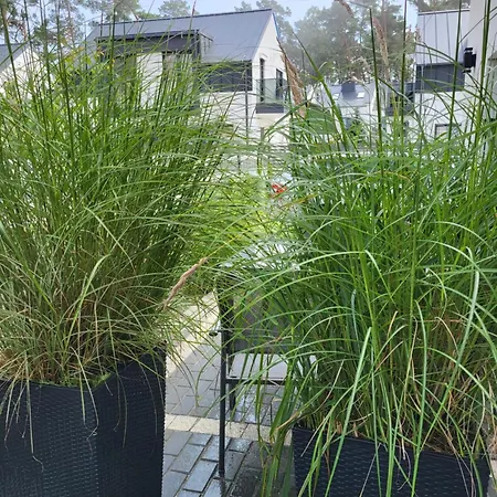 Fala * 드지우노웨크